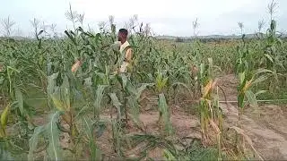 Prevent birds from eating your maize by removing the tassel of the maize . Maize farming in Ghana