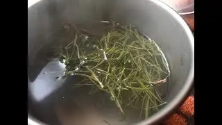 Pine Needle Tea