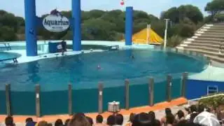 Mar del plata - Aquarium - Delfines #03