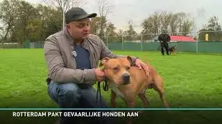 Verplicht alle baasjes van risico-honden tot een gedragstraining