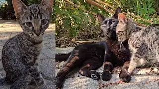 Overwhelmed by Love: This Black Cat Mom and Her Kittens Melted My Heart | Love Street Cats
