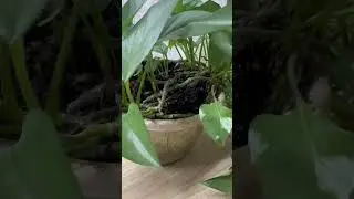 Simple steps for indoor plant success#plantcare #indoorplants #planttips #plantlover