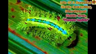 Parasa lepida. Life Of Beautiful Nettle Caterpillar. Blue-Striped Nettle Grub. WILDLIFE DOCUMENTARY.