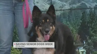 Nonprofit bringing awareness to senior dogs in need of homes