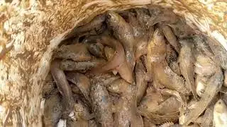 សកម្មភាពចាប់ត្រីនៅស្រែ - Fishing activities in the rice fields