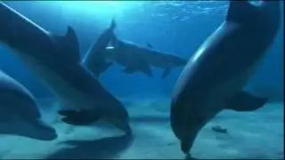 DOLPHIN DREAM ~ Tom Barabas
