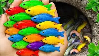 Pond Predator Paradise! Rescuing Aquarium Fish From a Tiny Ecosystem! 🐢🐟