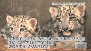 Aww! You won't believe how cute these snow leopard cubs are