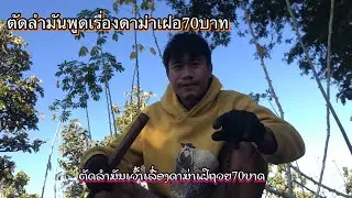 #ຕັດລຳມັນເວົ້າເລື່ອງດາມ່າເຝີຖ້ວຍ70ບາດ | ตัดลำมันพูดเรื่องดาม่าเฝอ70บาท