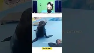 🐕 Heh? Seal ne toh prank kar diya! 😂 Funny Animal Dubbing 2026 | #FunnyAnimals #trynottolaugh