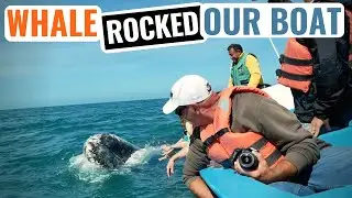 Guerrero Negro, Baja Mexico Gray Whale Watching - Vanlife Mexico