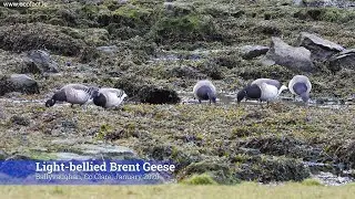 Light-bellied Brent Geese at Ballyvaughan, Co Clare