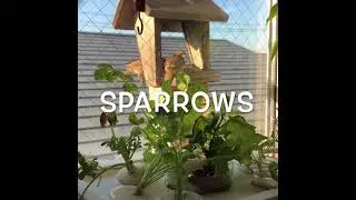 Urban sparrows visit my window
