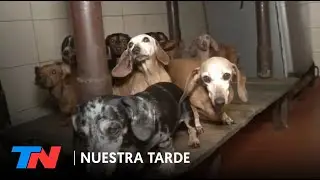 Rescataron 55 perros salchichas de un criadero ilegal en Caballito: buscan darlos en adopción
