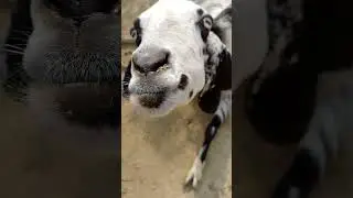 Goat Got Selfe / Funny Goat / Home Goat  #viral #vlog #home#animal