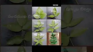Bilvashtakam | Bilva Leaves