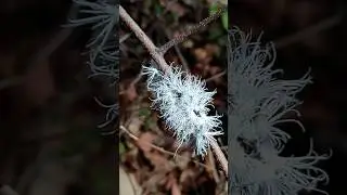 Ridiculous Planthoppers || Flatidae #youtubeshorts #nature #wildlife #bugs #viral #trending