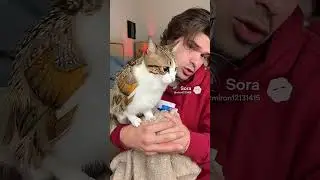 видео не моё #залити #врекипж #meowl #врекипж #врек @Kotenka0503_Original #/@Maxmations2012