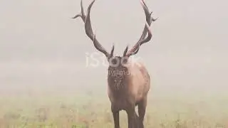 The Majestic History of Elk in PA Elk County