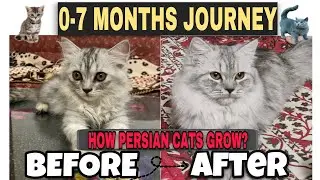 How do persian cats grow? || 0-7 Months journey|| Persian kitten growth to adult cat!