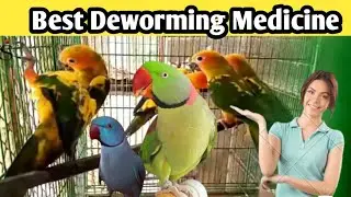 Zentel Suspension Uses Benefits Full Review|Birds Deworming Medicine|ksbirdsupdate