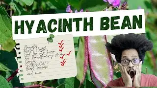 Health & Benefits of Hyacinth Bean (SARS-CoV-2, Heart Disease, brain Function and more)