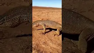 Yellow Spotted Monitor lizard Ready to Attack. #wildlife #shorts
