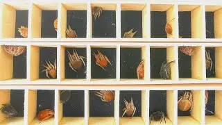 UNBOXING 40PCS SAMON SPIDER MAY RARE!!!