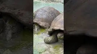 The Lost Turtle/kids videos for kids/britains lost turtle/#short