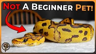 Ball Pythons are NOT Beginner Pets: Let me Explain