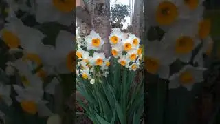 Nergis (Narcissus)