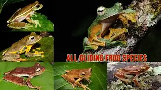 All Gliding Frog Species / gliding frogs/ complete list of gliding frogs'/Rhacophorus