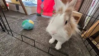 Would you like to watch bunny sleep peacefully? #mofu #bunny #rabbit #cute #viralvideo #relaxing 