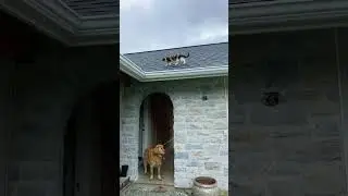 Cats on the roof again!!