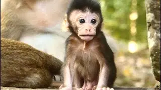 Little M0nkey Dante Being Hyper Movement But Still A Bit Shaking Body. Daisy No More Block Dante.