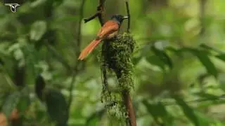 Blyth's Paradise-Flycatchers Alternate Nest Responsibilities