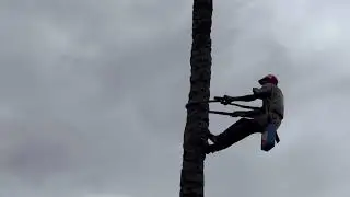 How palm wine is extracted in Africa would shock you