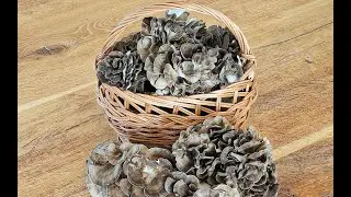 Pestujeme huby doma - MAITAKE (Grifola Frondosa) Trsovnica Lupeňovitá.