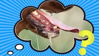 Why Do Dogs Drool?