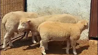 From the Netherlands to Karaman! What Promise Does the Poll Dorset Sheep Breed Hold in T&uuml;rkiye?
