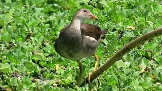 Young Common Moorhen At A Pond Near My Home
