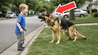 Un Niño Gritó a un Perro… Lo que el Perro Hizo Después Sorprendió a Todos 😲🐶