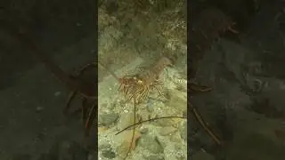 Lobster hunting while scuba diving in San Diego at Del Mar Beach