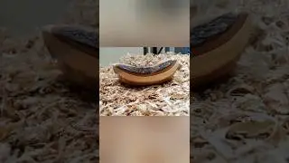 Sch&uuml;ssel aus Saalweide🥣🪵🌳 #drechseln #woodturning #diy #handmade #handwerk #natur #baum #hobby