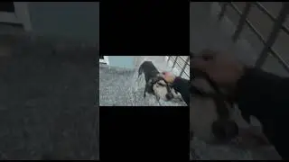India for Animals | Sending Bruno (community dog)  for sterilization | Love #straydogs of #india