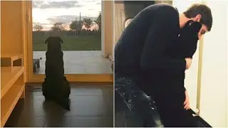 Emiliano Sala, il cane Nala aspetta ancora il calciatore scomparso