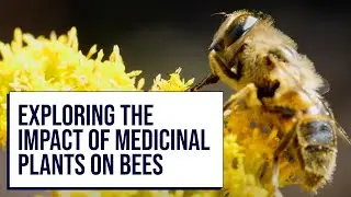 Exploring the Impact of Medicinal Plants on Bees | ETSU&rsquo;s Pioneering Research