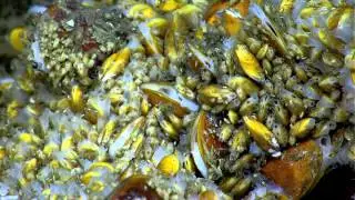 Okeanos Explorer Highlight: U.S Northeast Canyons Expedition 2013 Dive 13