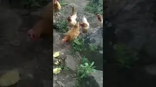 Farmyard Life ... the new ducklings