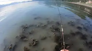 Seward Alaska Salmon Run | Sunrise part 5